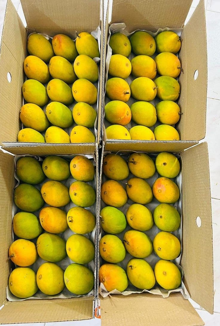 Alphonso Mango Storage 101: How to Keep Your Hapus Fresh for Weeks
