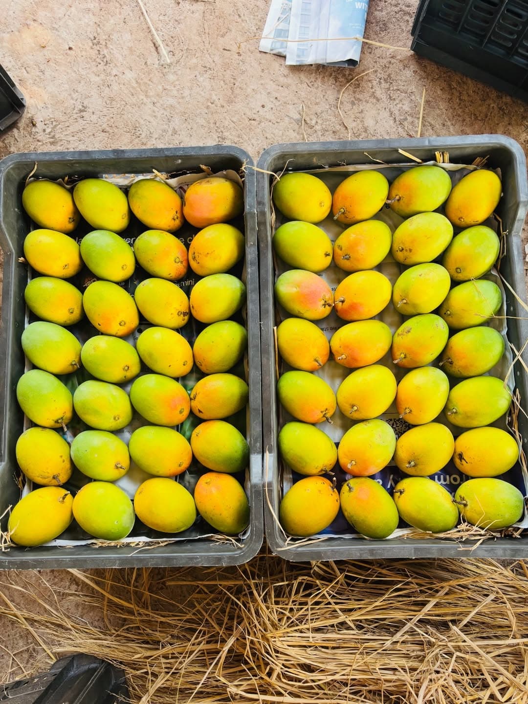 Buy Ratnagiri Alphonso Mango