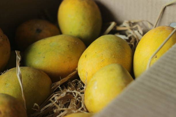 What is Hapus Mango? The Complete Guide to India's King of Fruits